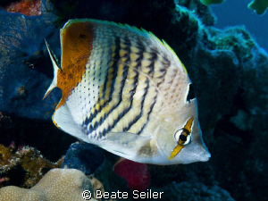 Butterfly fish, taken with Canon G10 by Beate Seiler 
